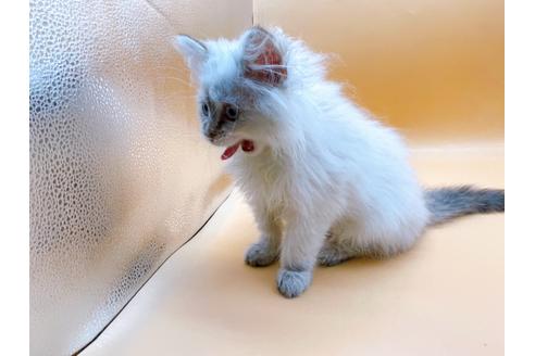 成約済の東京都のサイベリアン-23049の14枚目