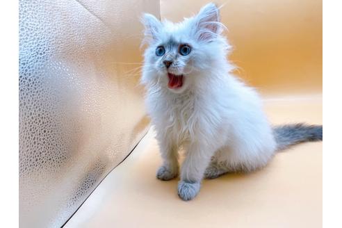 成約済の東京都のサイベリアン-23049の13枚目