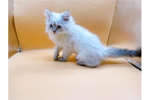 成約済の東京都のサイベリアン-23049の12枚目