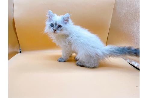 成約済の東京都のサイベリアン-23049の11枚目