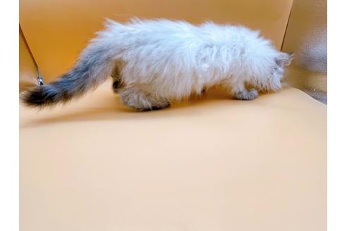 成約済の東京都のサイベリアン-23049の9枚目