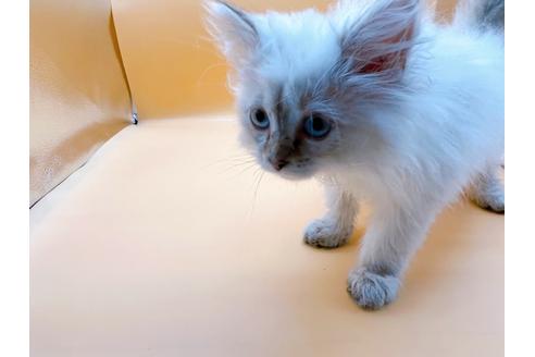 成約済の東京都のサイベリアン-23049の10枚目