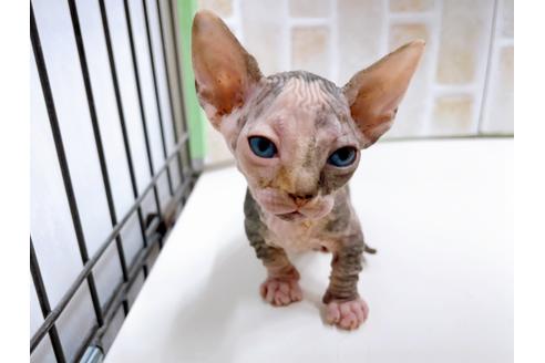 成約済の東京都のその他の猫種-23279の21枚目