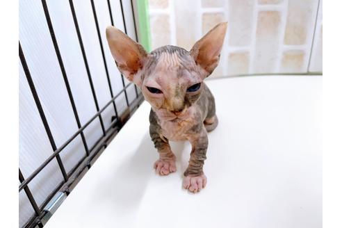 成約済の東京都のその他の猫種-23279の25枚目