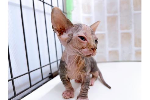 成約済の東京都のその他の猫種-23279の24枚目