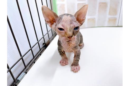 成約済の東京都のその他の猫種-23279の23枚目