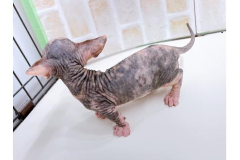 成約済の東京都のその他の猫種-23279の22枚目