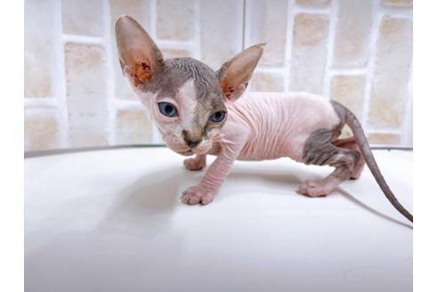 成約済の東京都のその他の猫種-23280の9枚目