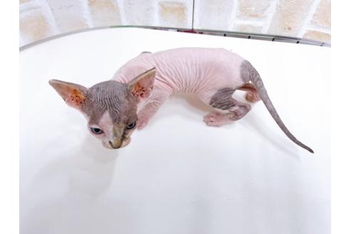 成約済の東京都のその他の猫種-23280の10枚目