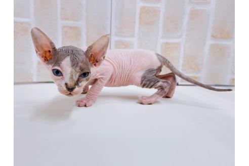 成約済の東京都のその他の猫種-23280の11枚目