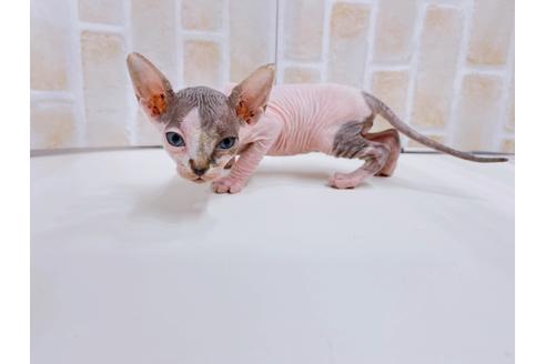 成約済の東京都のその他の猫種-23280の12枚目