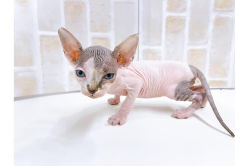 成約済の東京都のその他の猫種-23280の13枚目
