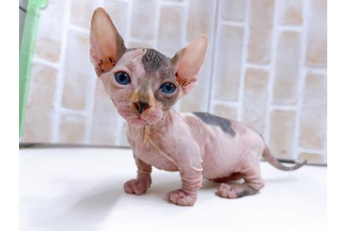 成約済の東京都のその他の猫種-23277の19枚目