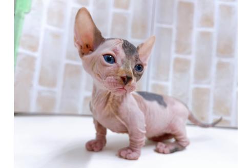 成約済の東京都のその他の猫種-23277の18枚目