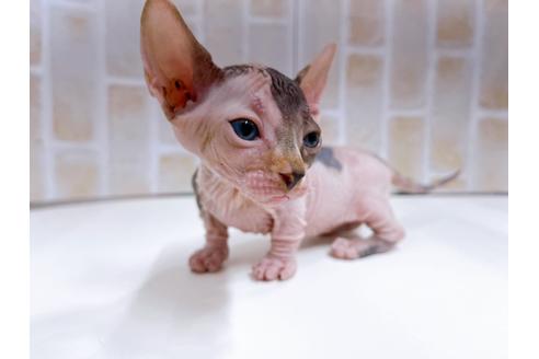 成約済の東京都のその他の猫種-23277の17枚目