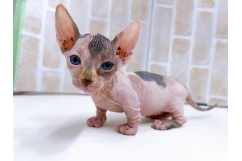 成約済の東京都のその他の猫種-23277の15枚目