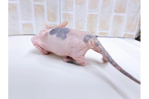 成約済の東京都のその他の猫種-23277の14枚目