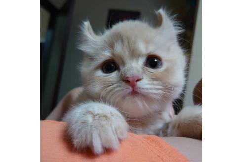 成約済の愛知県のミヌエット-23058