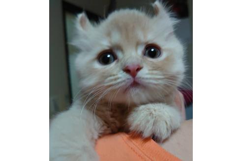 成約済の愛知県のミヌエット-23058の2枚目