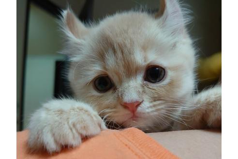 成約済の愛知県のミヌエット-23058の5枚目