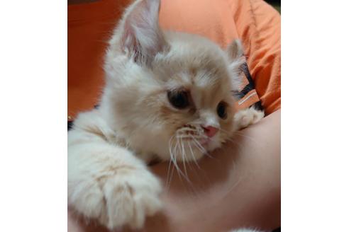 成約済の愛知県のミヌエット-23058の3枚目