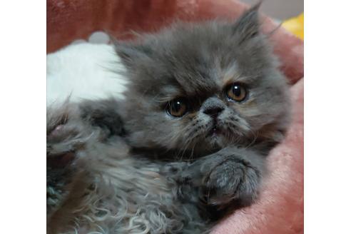 成約済の愛知県のエキゾチックショートヘア-23059