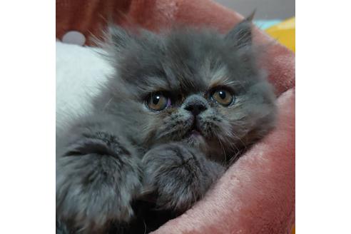 成約済の愛知県のエキゾチックショートヘア-23059の2枚目