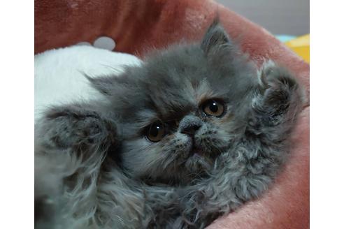 成約済の愛知県のエキゾチックショートヘア-23059の5枚目