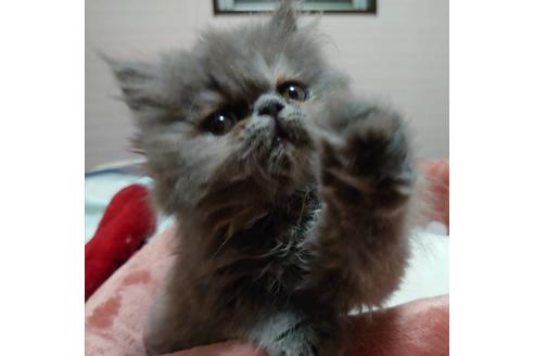 成約済の愛知県のエキゾチックショートヘア-23059の3枚目