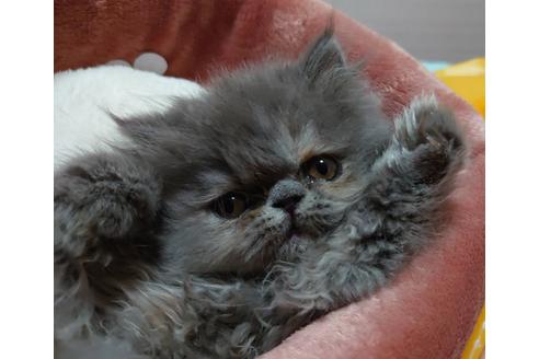 成約済の愛知県のエキゾチックショートヘア-23059の4枚目