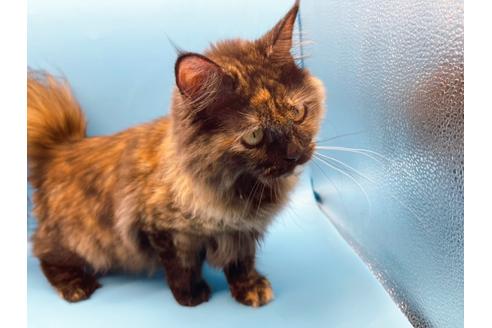 成約済の東京都のサイベリアン-18380の4枚目