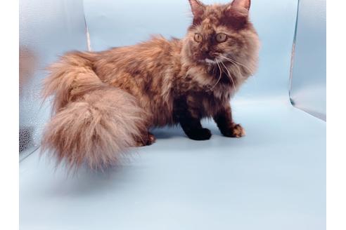 成約済の東京都のサイベリアン-18380の2枚目