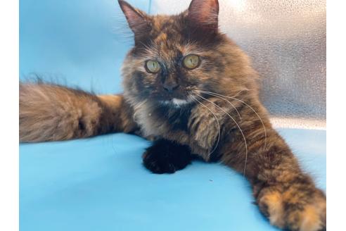 成約済の東京都のサイベリアン-18380