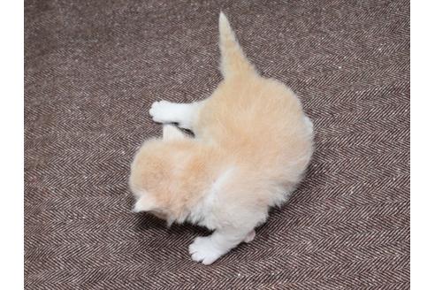 成約済の愛知県のミヌエット-23130の4枚目
