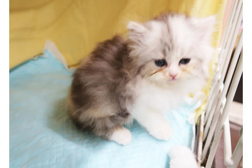 成約済の東京都のミヌエット-23146の1枚目