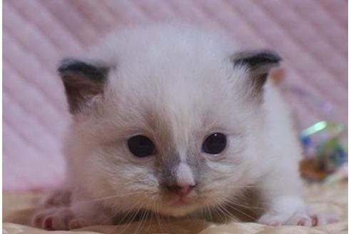 成約済の静岡県のラグドール-23218の3枚目