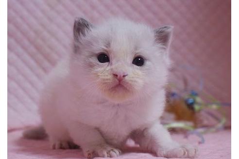成約済の静岡県のラグドール-23219の1枚目