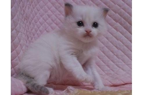 成約済の静岡県のラグドール-23222の2枚目