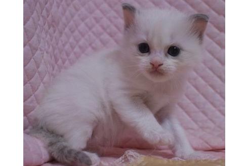 成約済の静岡県のラグドール-23222の3枚目