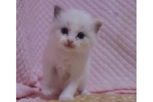 成約済の静岡県のラグドール-23224