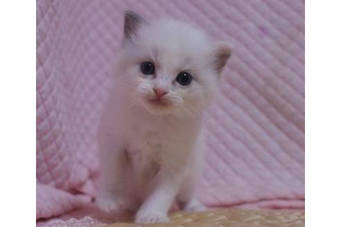 成約済の静岡県のラグドール-23224の2枚目