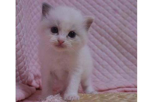 成約済の静岡県のラグドール-23224の3枚目
