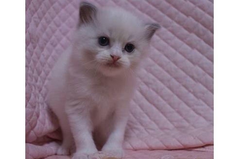 成約済の静岡県のラグドール-23226の3枚目