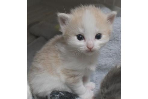 成約済の茨城県のノルウェージャンフォレストキャット-23225の2枚目