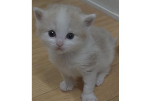 成約済の茨城県のノルウェージャンフォレストキャット-23225