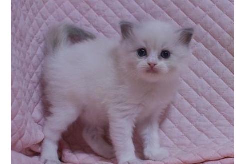 成約済の静岡県のラグドール-23226の2枚目