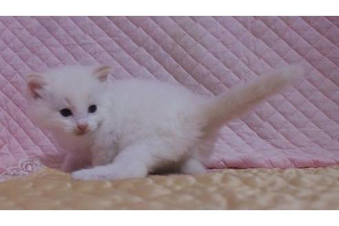 成約済の静岡県のラグドール-23227の5枚目