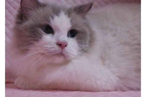 成約済の静岡県のラグドール-23227の3枚目