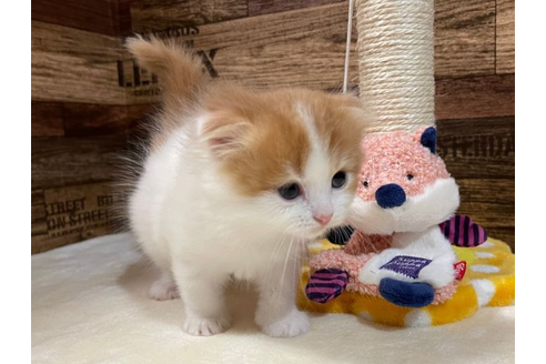 成約済の山梨県のスコティッシュフォールド-23232の3枚目