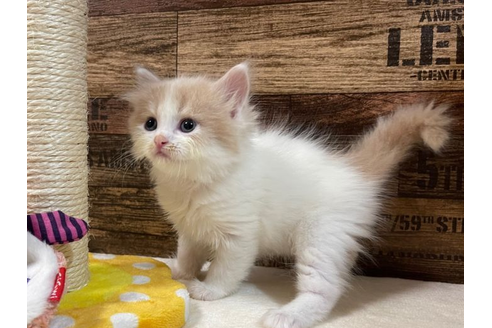 成約済の山梨県のスコティッシュフォールド-23234の2枚目